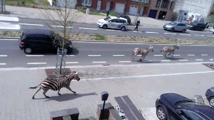 Zebras a correr pelas ruas de Bruxelas.