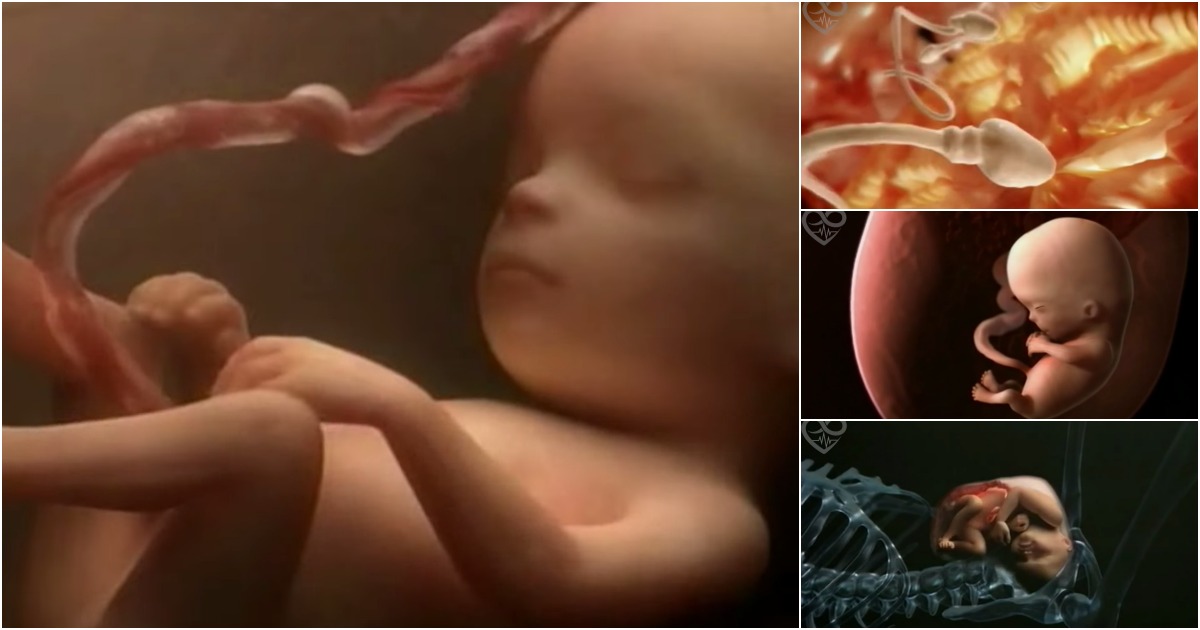Filme 3D resume 9 meses de desenvolvimento de um feto em 4 minutos