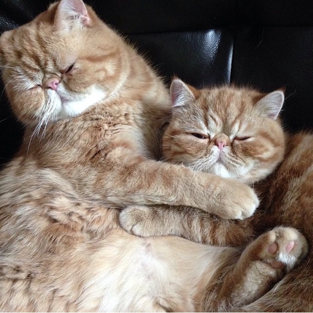Esta dupla de gatos está a derreter a internet