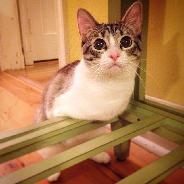 Roux, a gata com duas patas, é a nova sensação do Instagram.