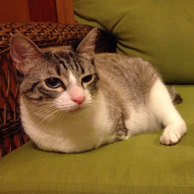 Roux, a gata com duas patas, é a nova sensação do Instagram.