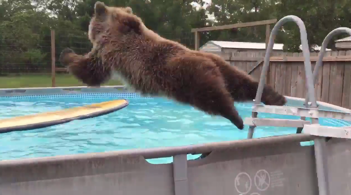 Urso dá espectáculo com mergulhos para a piscina