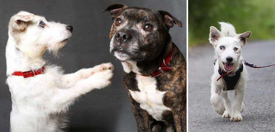 Cão cego e o seu cão-guia procuram novo lar depois de serem abandonados