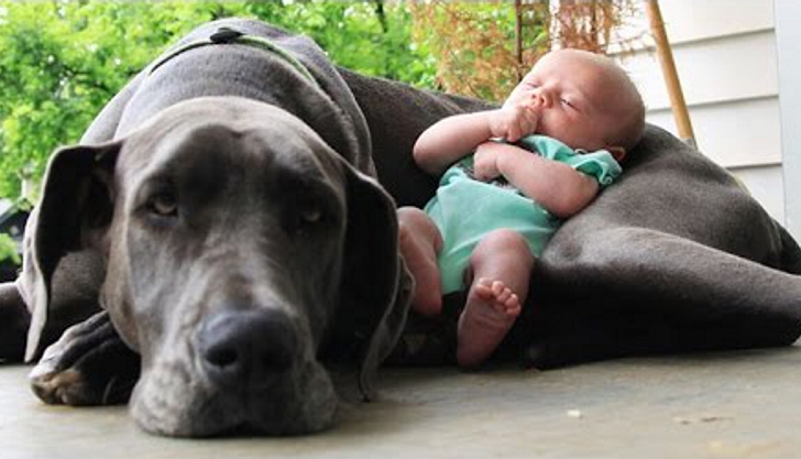 Cães grandes a brincar com bebés&#8230; Uma compilação de fofura XXL&#8230;