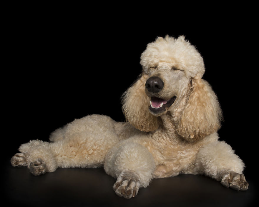 Cães Zen: fotógrafo capta momentos de relaxamento do melhor amigo do homem