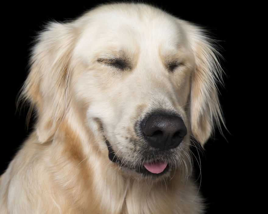 Cães Zen: fotógrafo capta momentos de relaxamento do melhor amigo do homem