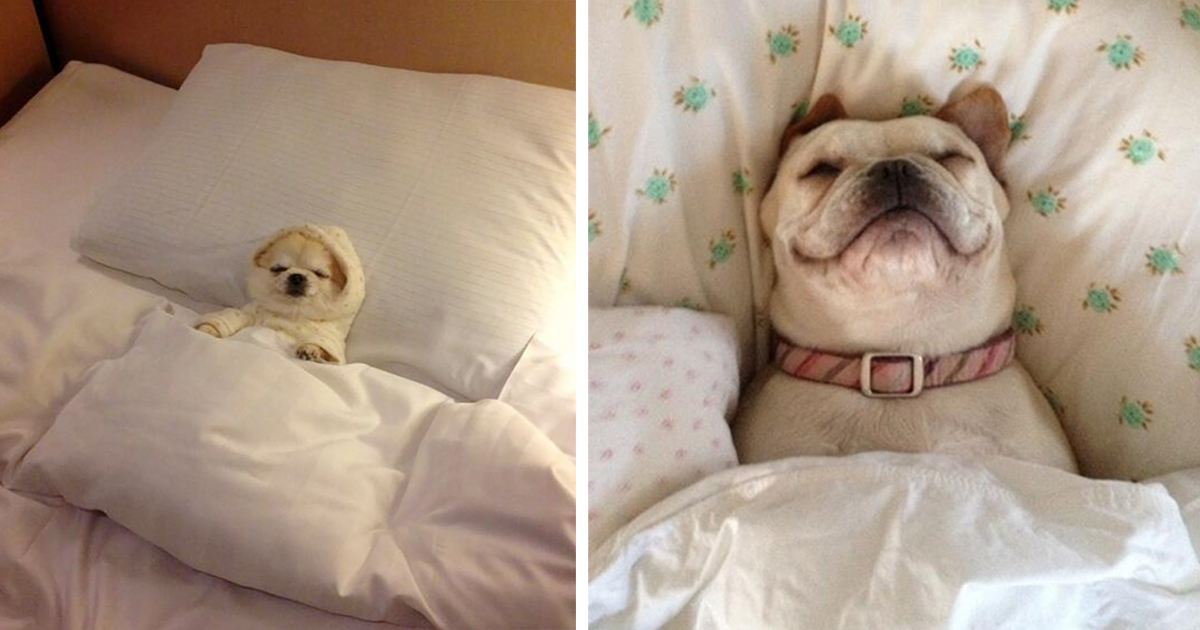 Cães dorminhocos que invadiram a cama dos donos
