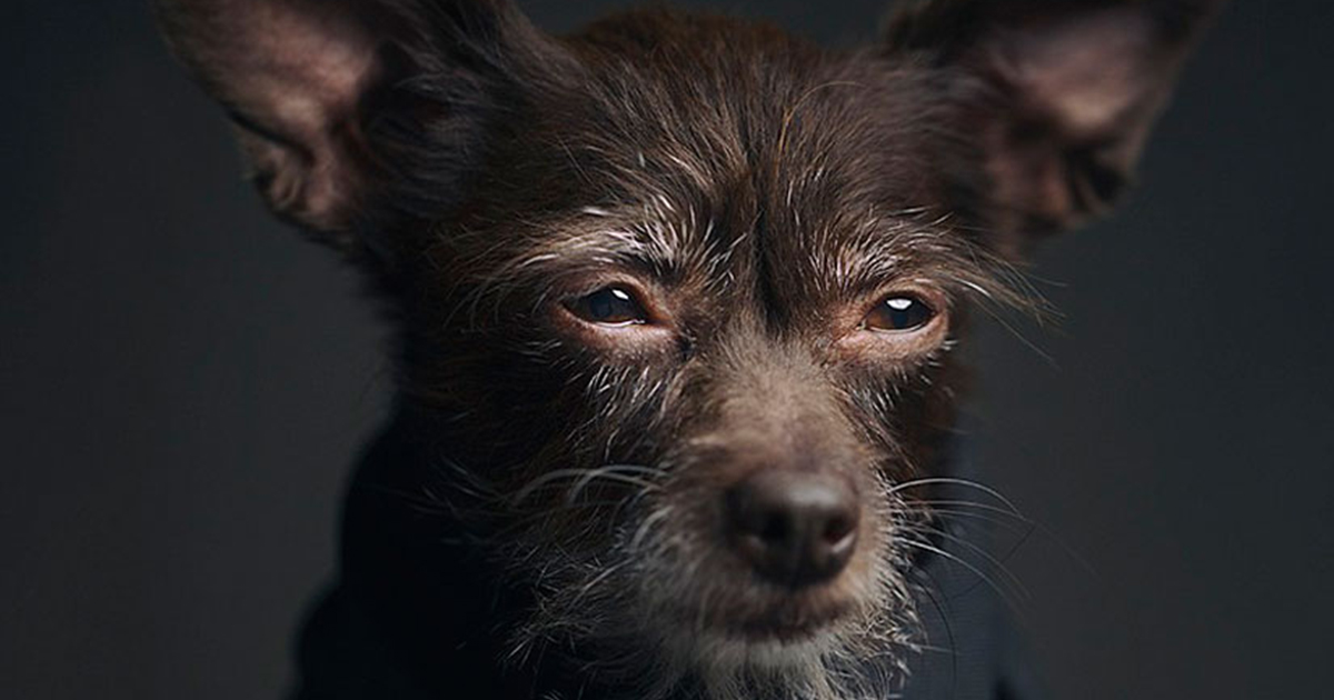 Fotógrafo capta expressões de animais que revelam emoções humanas