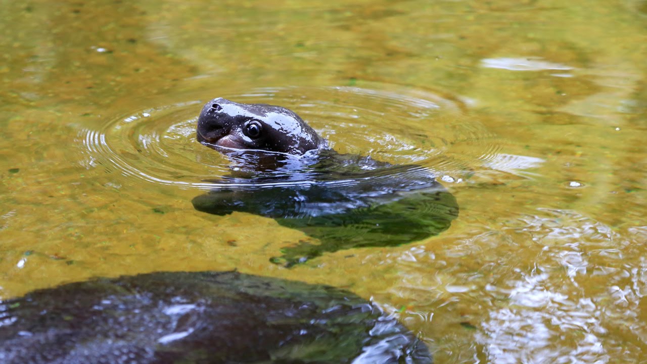 Hipopótamo pigmeu dá o seu primeiro mergulho