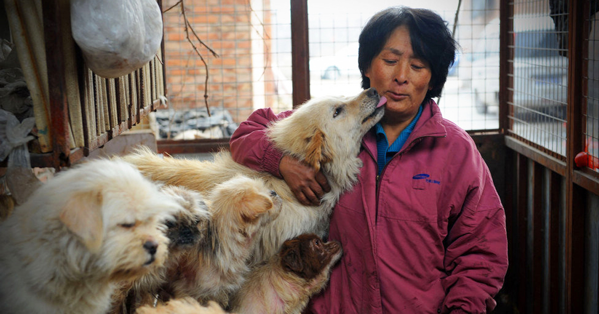 Chinesa viaja 2.400 Km para salvar 100 cães