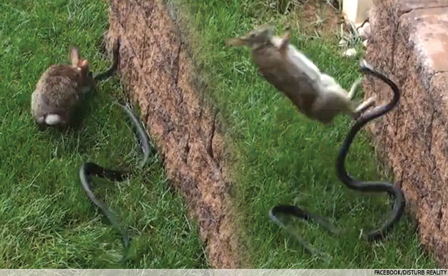 Coelhinha mamã ataca cobra que ameaçava os seus filhotes&#8230;