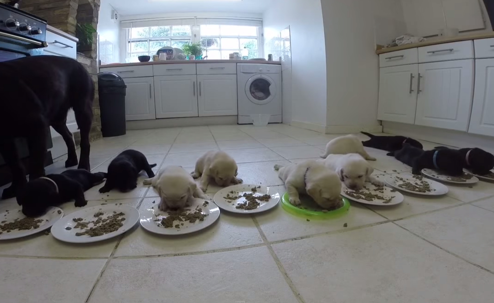 10 labradores bebés a comer pela primeira vez juntos