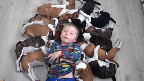Vídeo mostra como é viver com 16 cachorros em casa