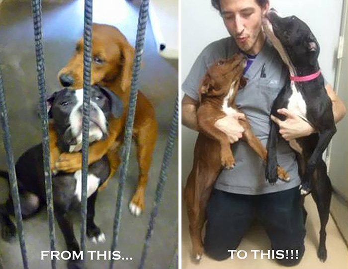 Este abraço entre duas cadelas salvou-lhes a vida horas antes de serem abatidas