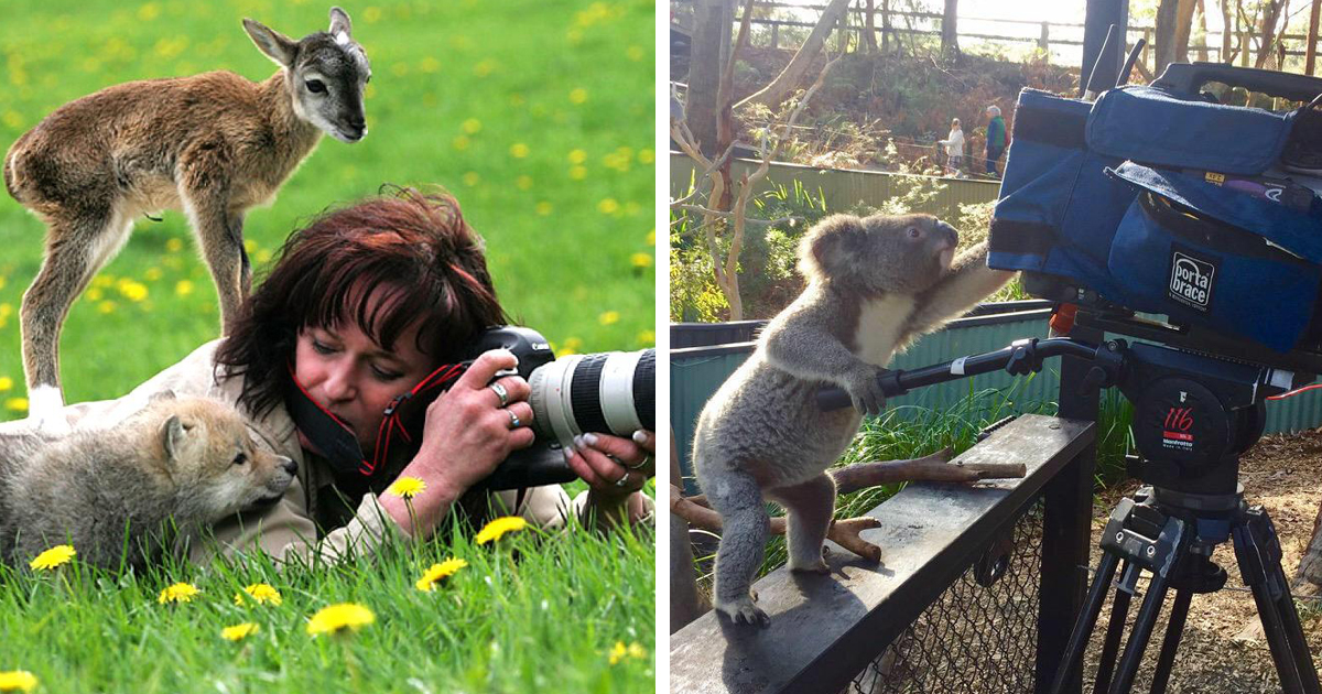 Animais muito interessados em fotografia