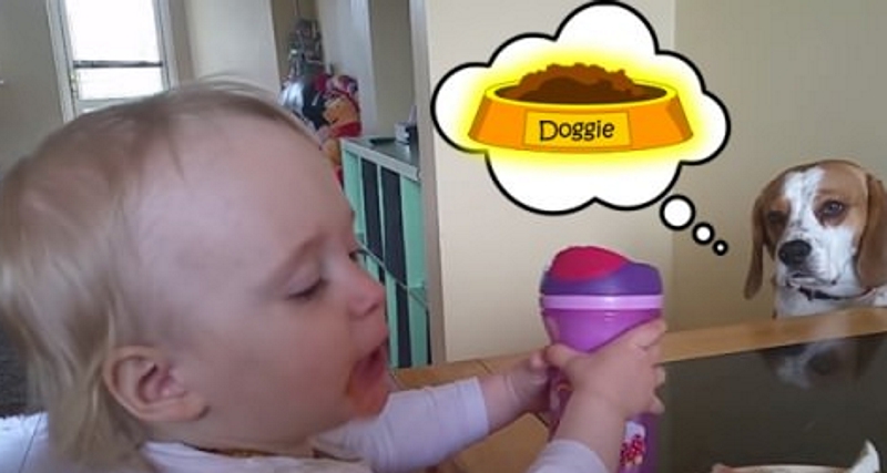 Beagle tenta trocar tudo pelo pequeno-almoço da bebé
