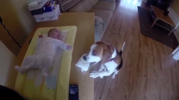 Beagle ajuda a dona a trocar a fralda do bebé