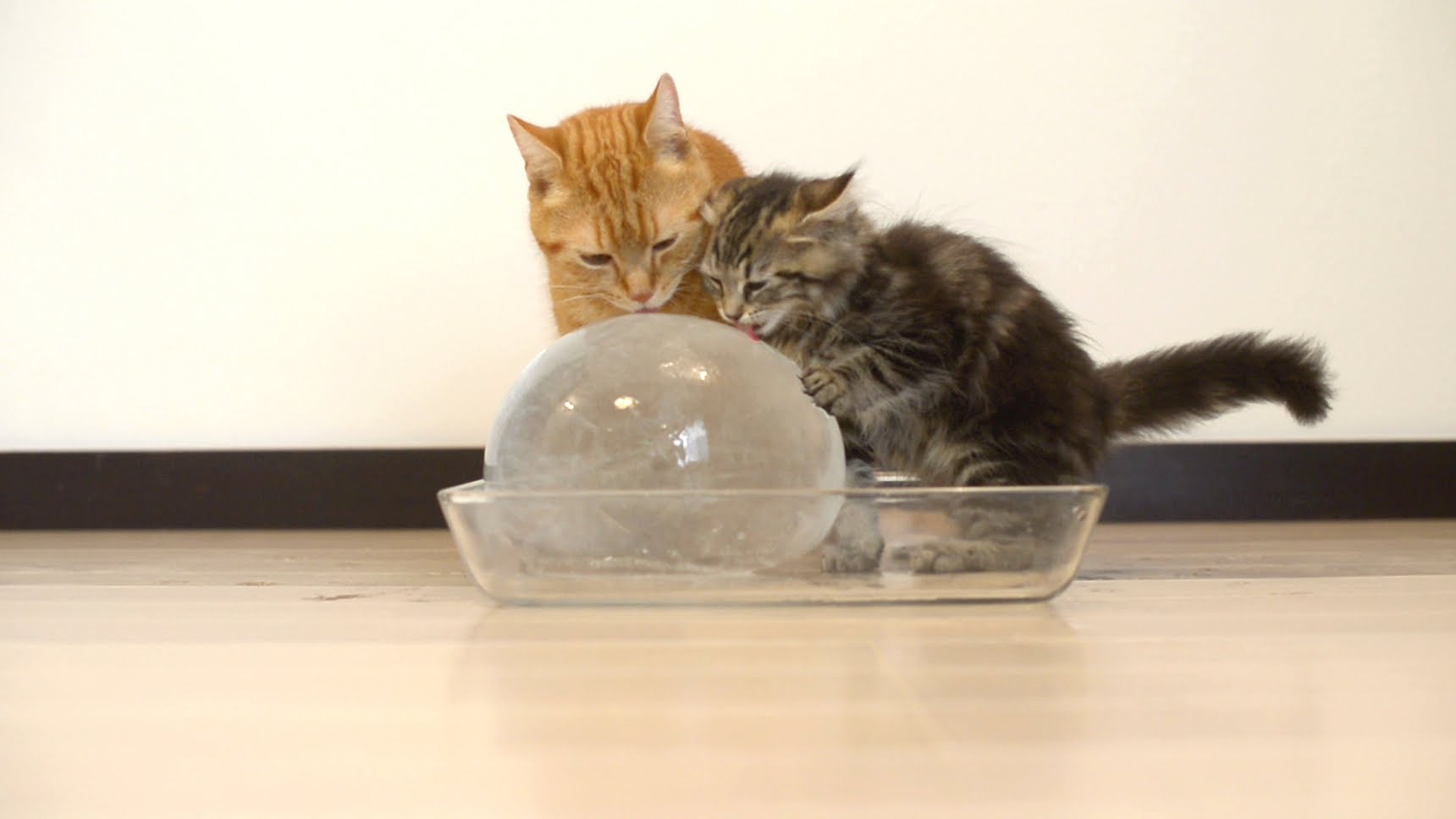Uma bola de gelo pode ser a melhor prenda para o teu gato