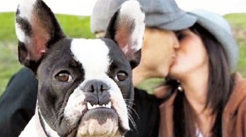 Cães ciumentos não deixam os donos beijar pessoas