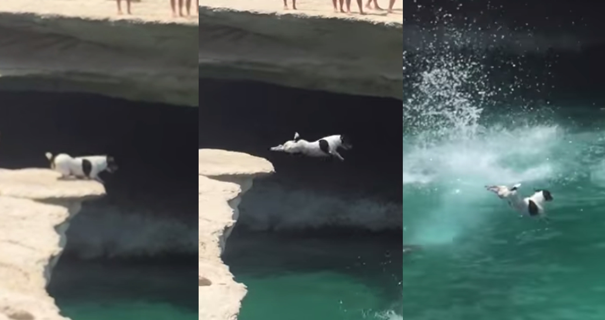Cão mergulha em grande estilo e mostra como se faz
