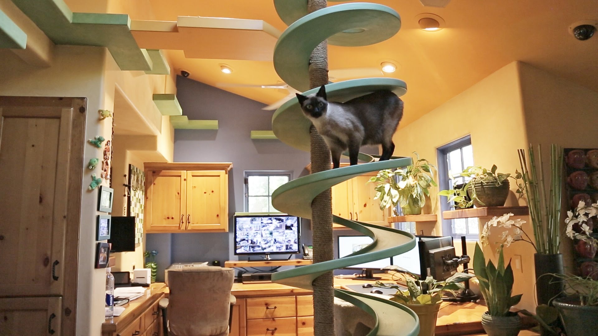 Transformou uma casa num paraíso para 15 gatos adotados