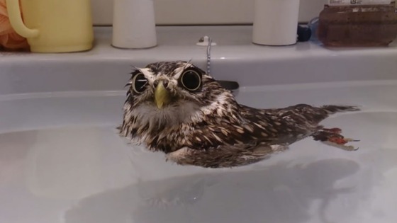O banho relaxante de uma coruja num lavatório vai melhorar o teu dia
