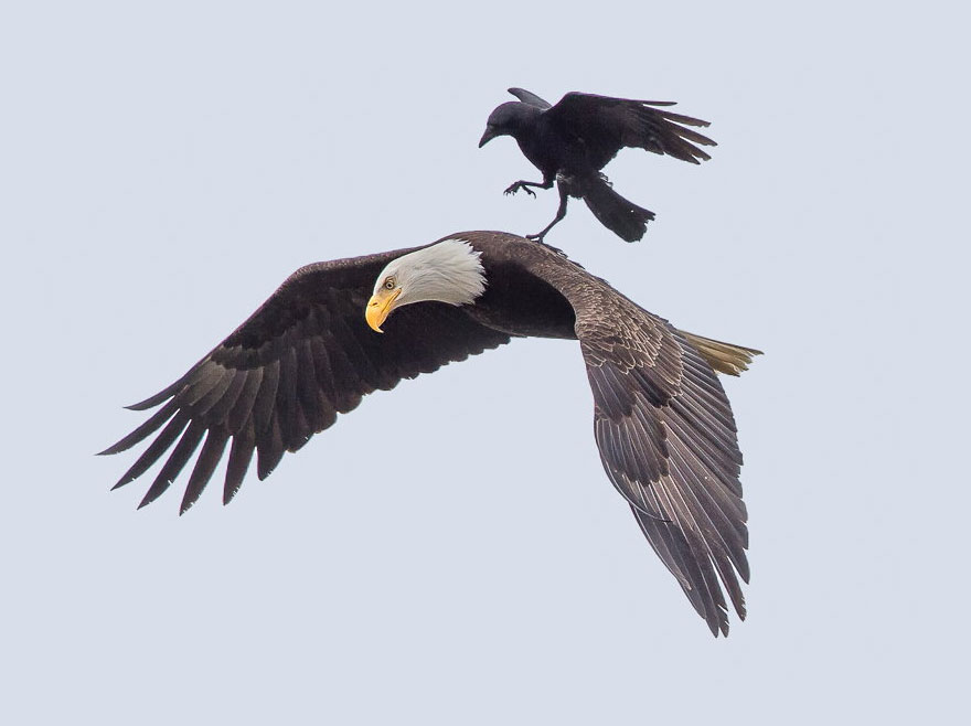 Corvo aterra, e viaja, nas costas de uma águia