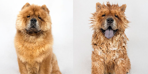 Fotógrafo capta fotos de cães antes e depois do banho