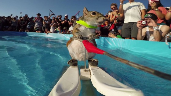 Twiggy: o esquilo mestre em ski aquático