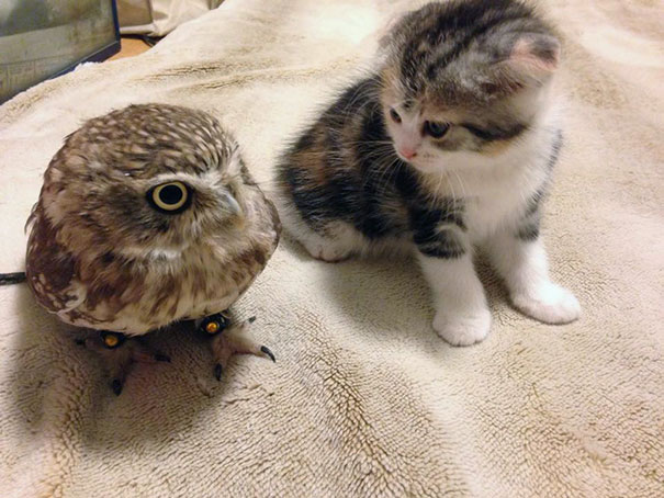 A improvável amizade entre um gato e uma coruja no Japão