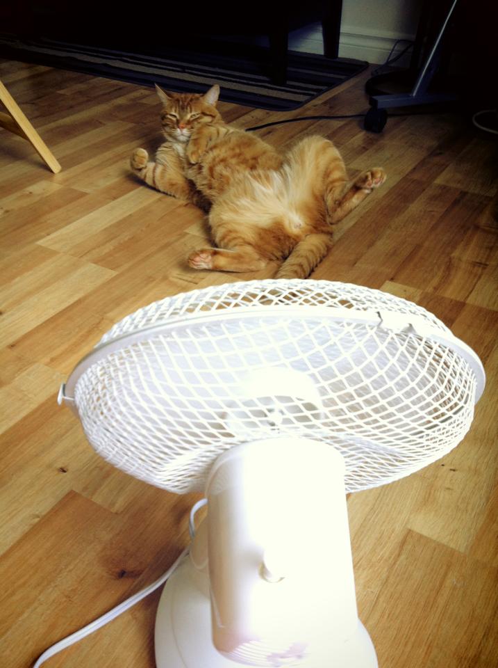 Truques de gato para dias de calor