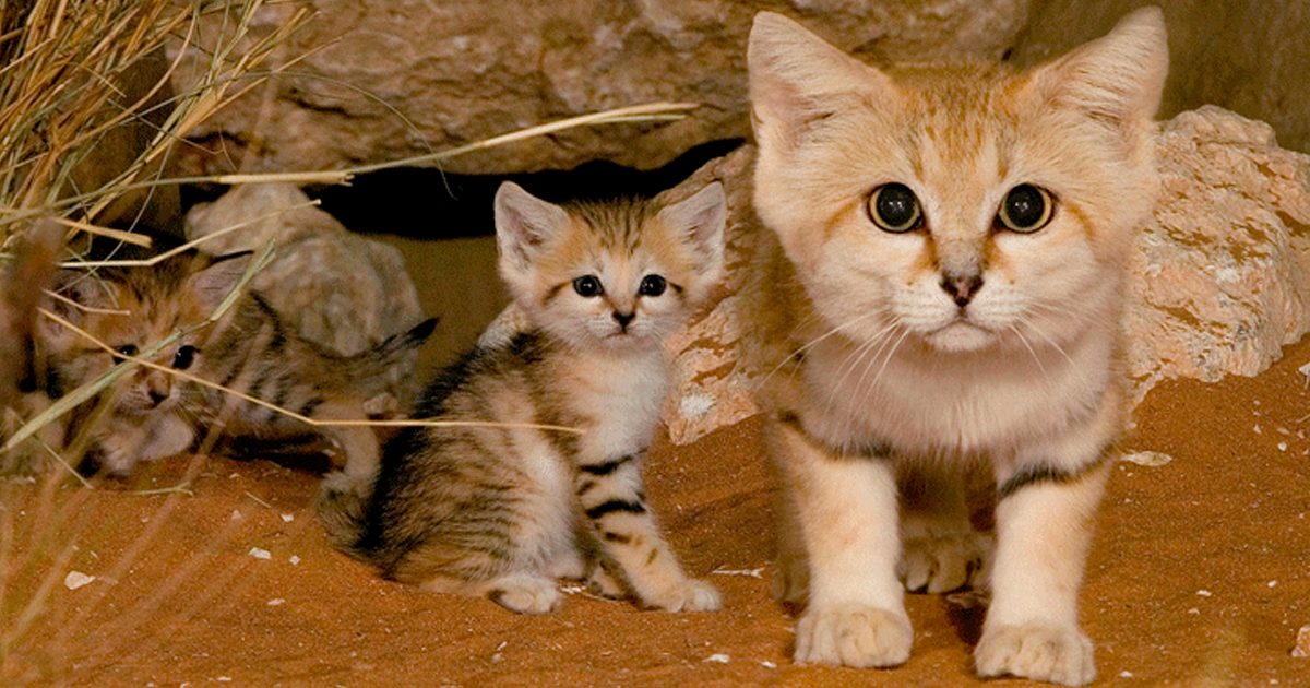 Gatos do Deserto: um gato que é sempre um gatinho