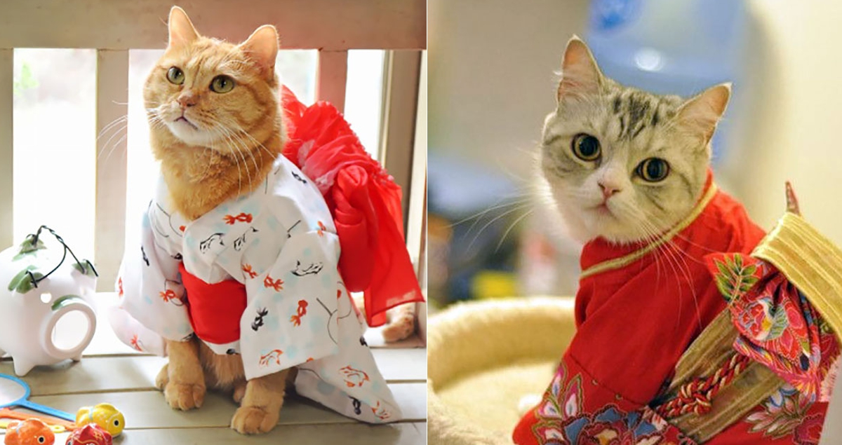 Vestir gatos com Kimonos é nova moda no Japão