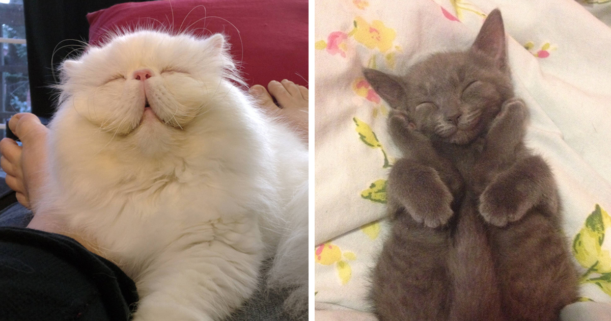 Os 10 gatos mais sorridentes da internet