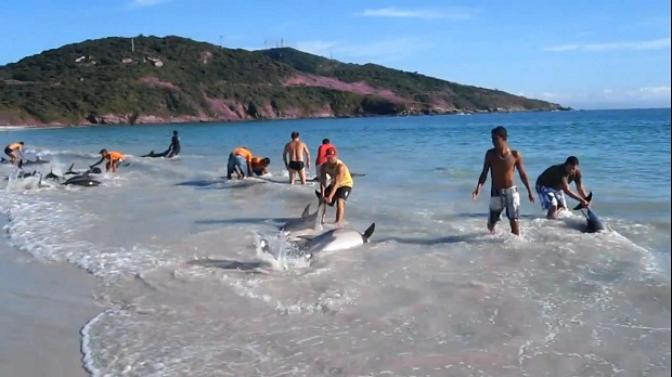 30 golfinhos salvos por banhistas numa praia do Brasil