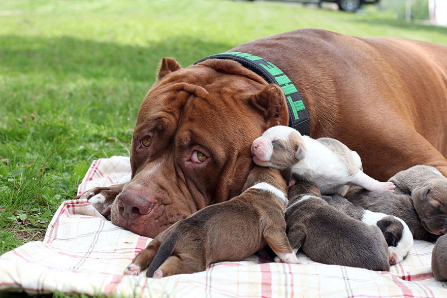 Hulk, o maior pitbull do mundo foi pai de 8 cachorros