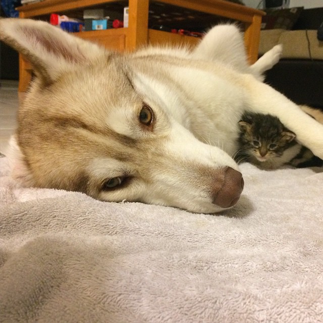 Lilo, a cadela husky que adotou e salvou uma gatinha