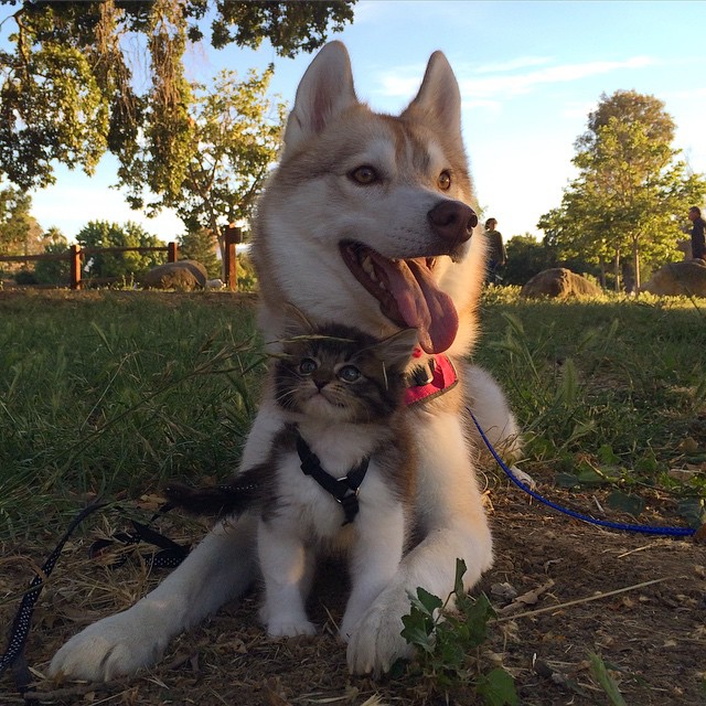 Lilo, a cadela husky que adotou e salvou uma gatinha