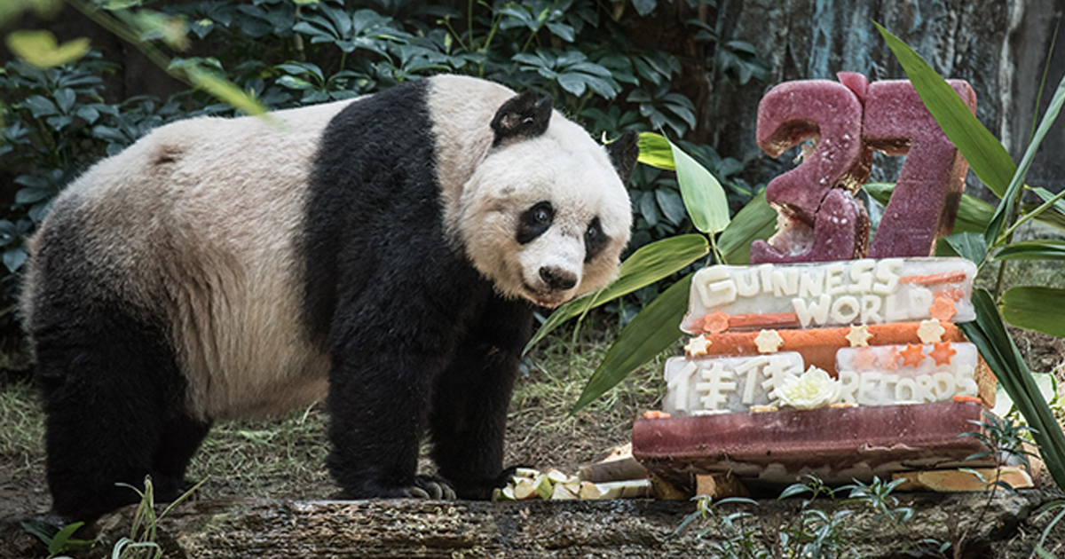 Morreu o panda mais velho do mundo em cativeiro