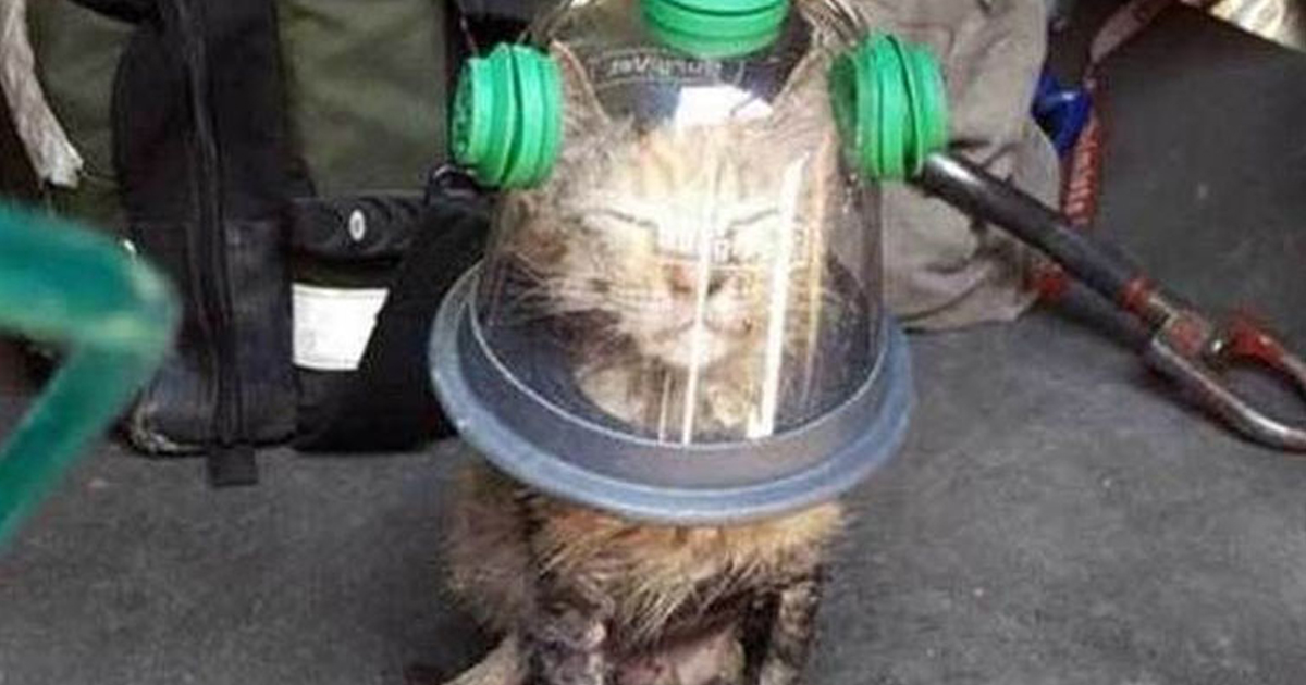 Bombeiros salvam gato com máscara de oxigénio para crianças