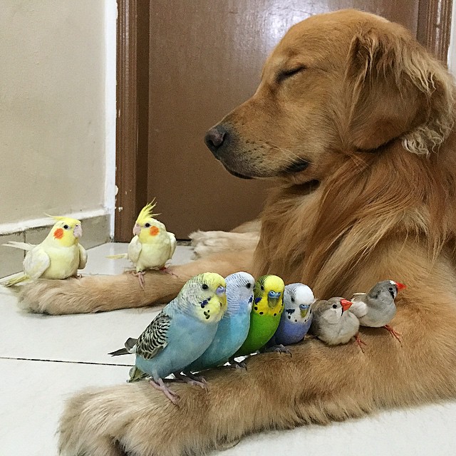 1 cão, 8 pássaros e 1 hamster numa amizade improvável