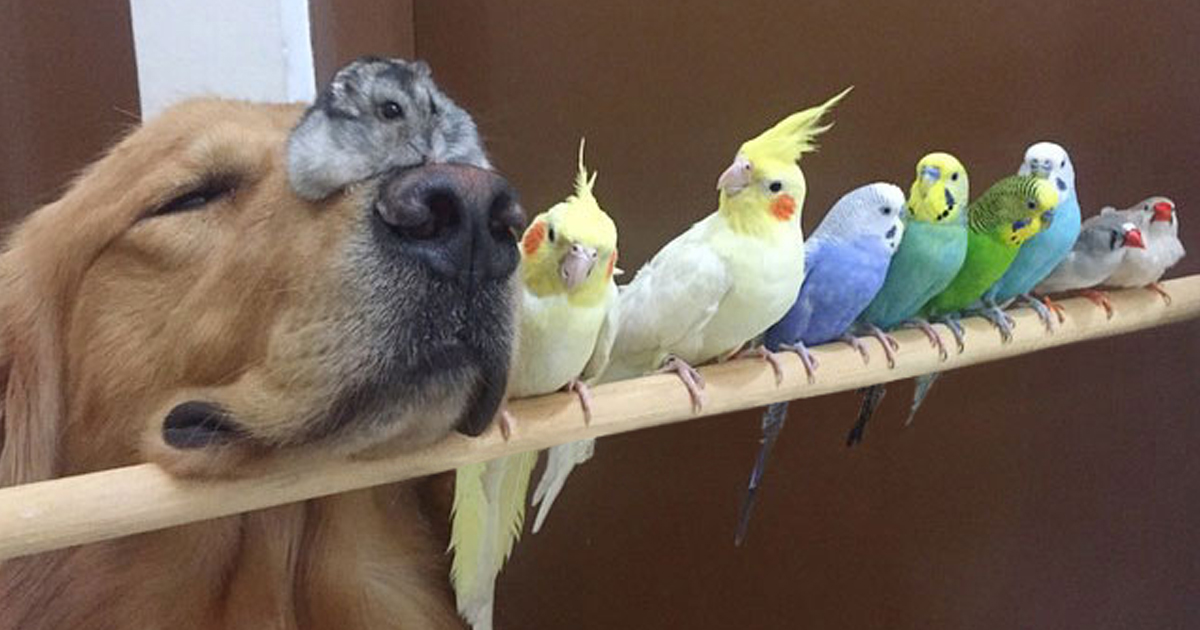 1 cão, 8 pássaros e 1 hamster numa amizade improvável