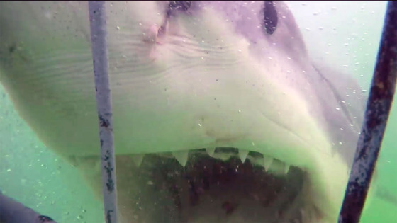 Tubarão aterroriza turistas em jaula