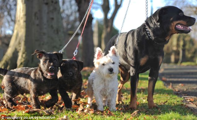 Terrier engravida Rottweiler, e o resultado é fofíssimo