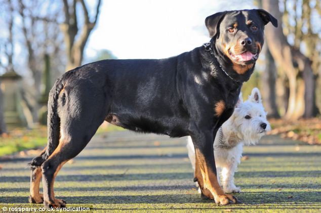 Terrier engravida Rottweiler, e o resultado é fofíssimo