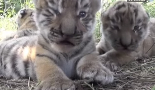 Safari Park na Ucrânia apresenta tigres siberianos trigémeos