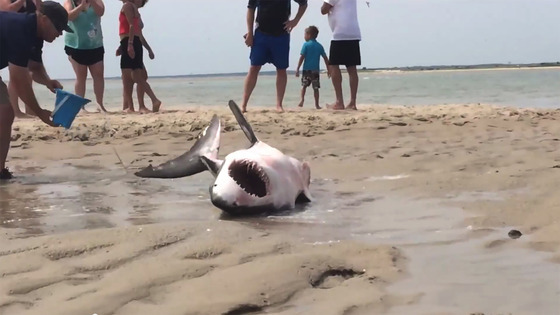 Tubarão branco deu à costa e foi salvo pelos banhistas