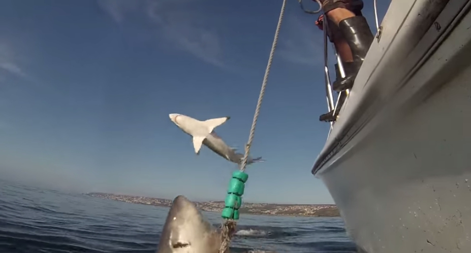 Um salto épico de um tubarão captado em vídeo