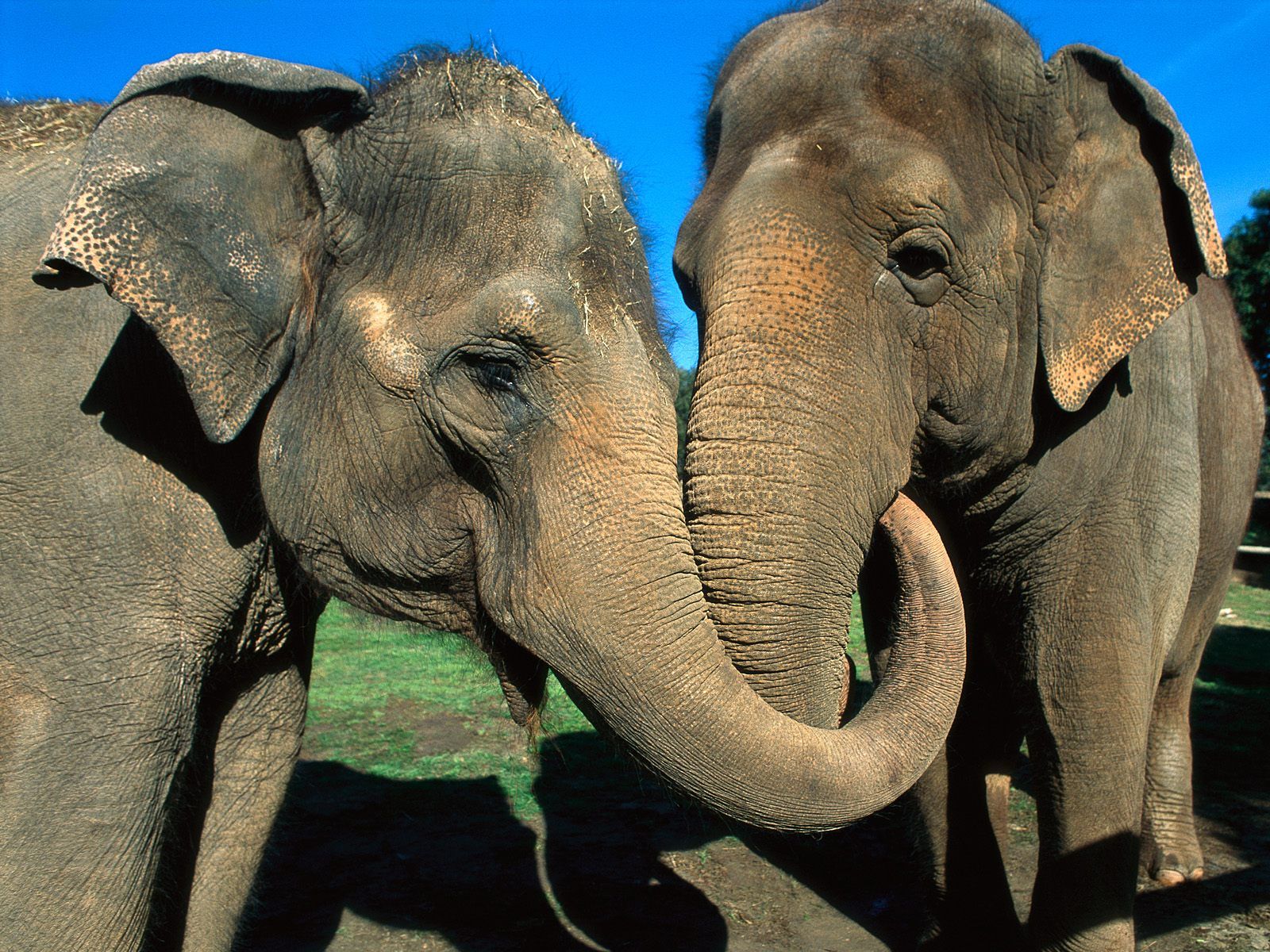 O reencontro de dois elefantes separados há 22 anos