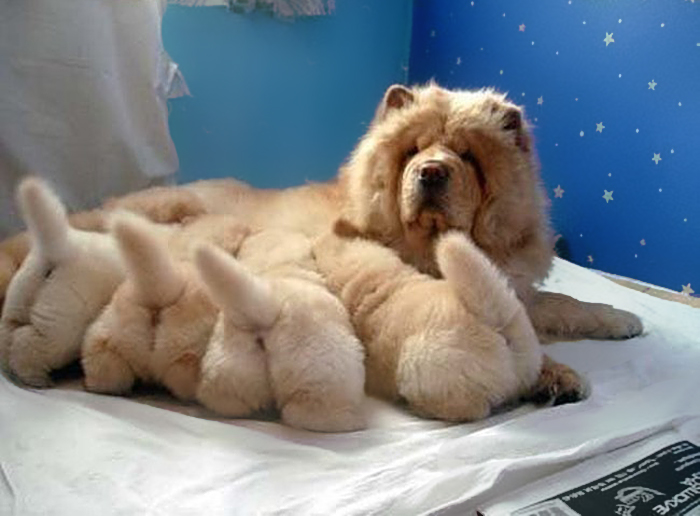 Cadelas mamãs com os seus filhotes fotocópia